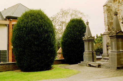 Aalst Hofstade Hofstade-Dorp Taxussen op kerkhof (7)