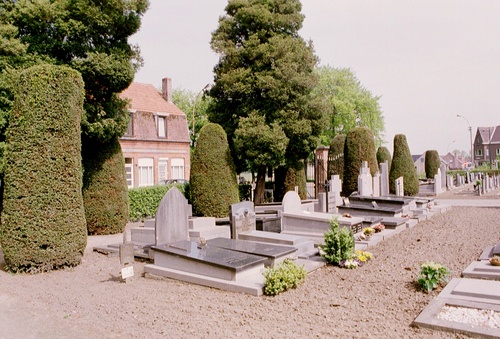 Aalter Wingenestraat Taxussen op kerkhof (6)