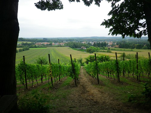 Wijngaarden op de wijngaardberg