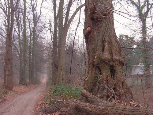 De Parnassusbergdreef en een van de oorspronkelijk aangeplante lindebomen
