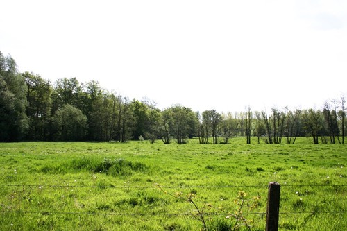 Gent Zwijnaarde Rijvisschepark graslanden met houtkanten van zwarte els