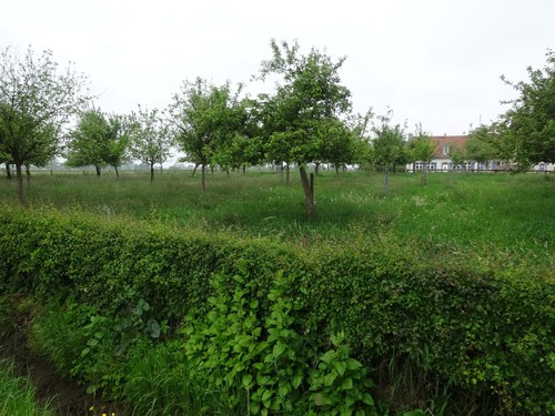 Hoogstamboomgaard bij het Goed te Voormezele, voormalig achterleen van het kasteel van Poeke