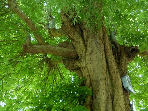 Sint-Truiden Heide Gekandelaarde kapelboom (1)