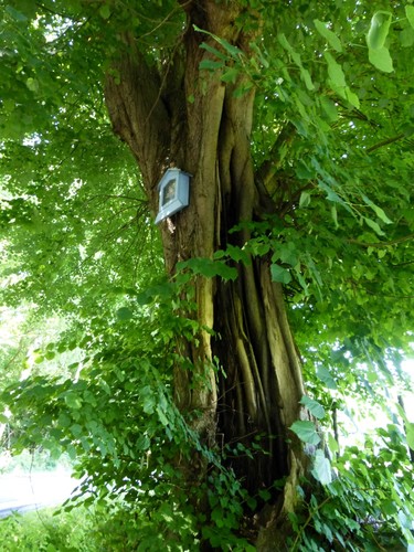 Sint-Truiden Heide Gekandelaarde kapelboom (2)
