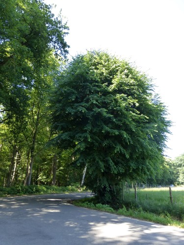 Sint-Truiden Heide Gekandelaarde kapelboom (3)
