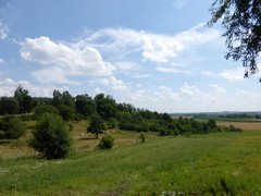 Hoogstamboomgaard op helling