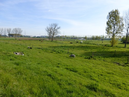 Open agrarische polderlandschap van de bufferzone, Zwijndrecht