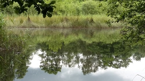 Eén van de vier bewaarde vijvers van het vijvercomplex op de bovenloop van de Munsterbeek (Eigenbilzen)