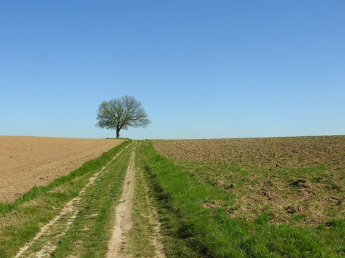 Asse Kobbegem, veldweg en solitaire boom tussen akkers