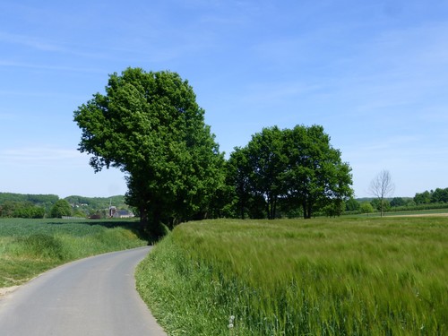 Waterloosstraat met zicht op Moedermolen en taluds met boomsoorten als (knot)eike en robinia, Aarschot, Gelrode