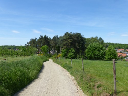 Mensbergstraat tussen boomgaarden en akkers met verzicht op dennenbos als restant van dennenteelt, Aarschot, Gelrodel
