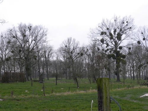 Populieren met maretakken langs de Winterbeek (Borgloon)