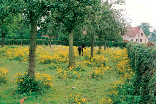 Hoogstamboomgaard met veekeringshaag